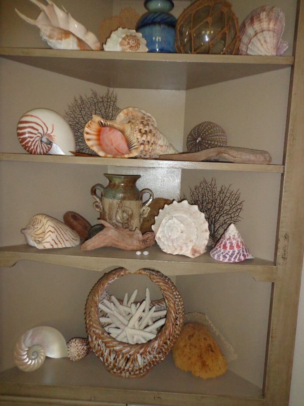 Sea Shell Truncata Spider 14" Authentic Ocean Life Coastal Ocean Life - Picture 4 of 4